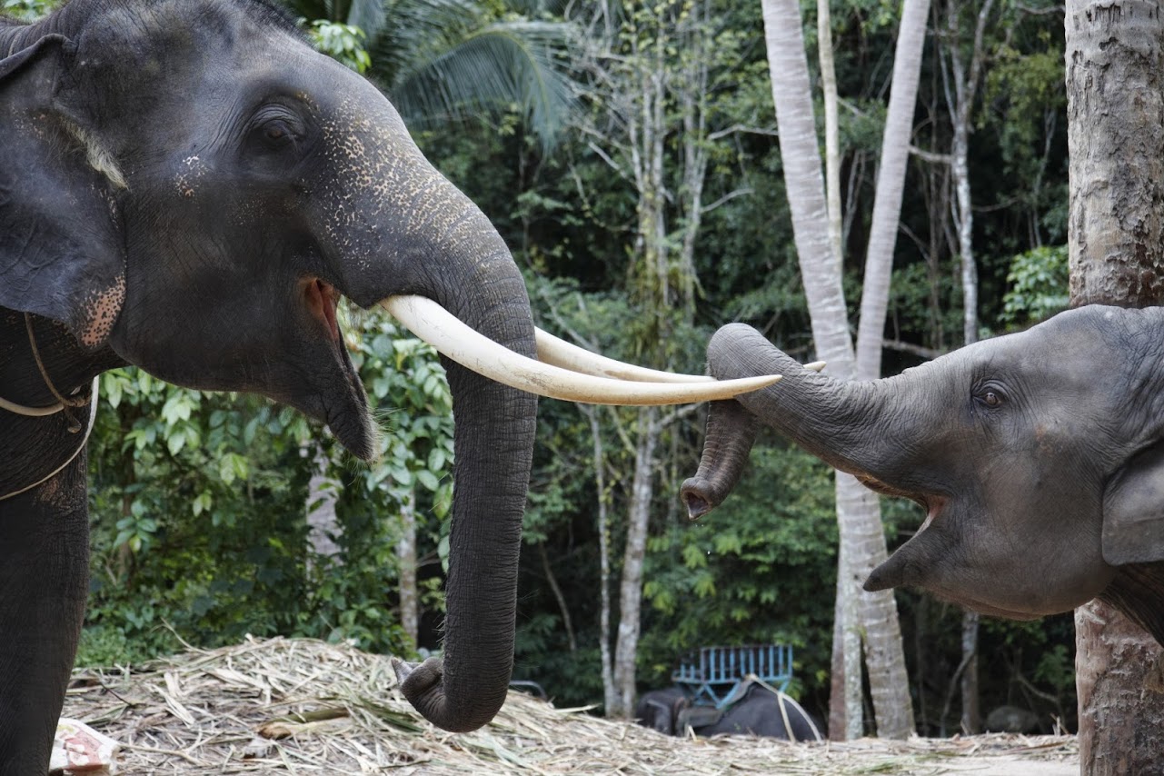 baby-elephant-and-mother-samui