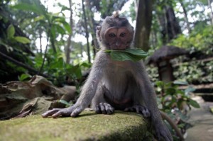 monkey-eating-leaf-640x426